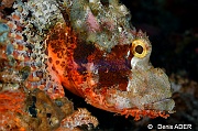 Scorpaenopsis oxycephalus-Wakatobi Sawa Fan garden-17m-20180528nuit-Denis-ADER-DSC_1528_tn